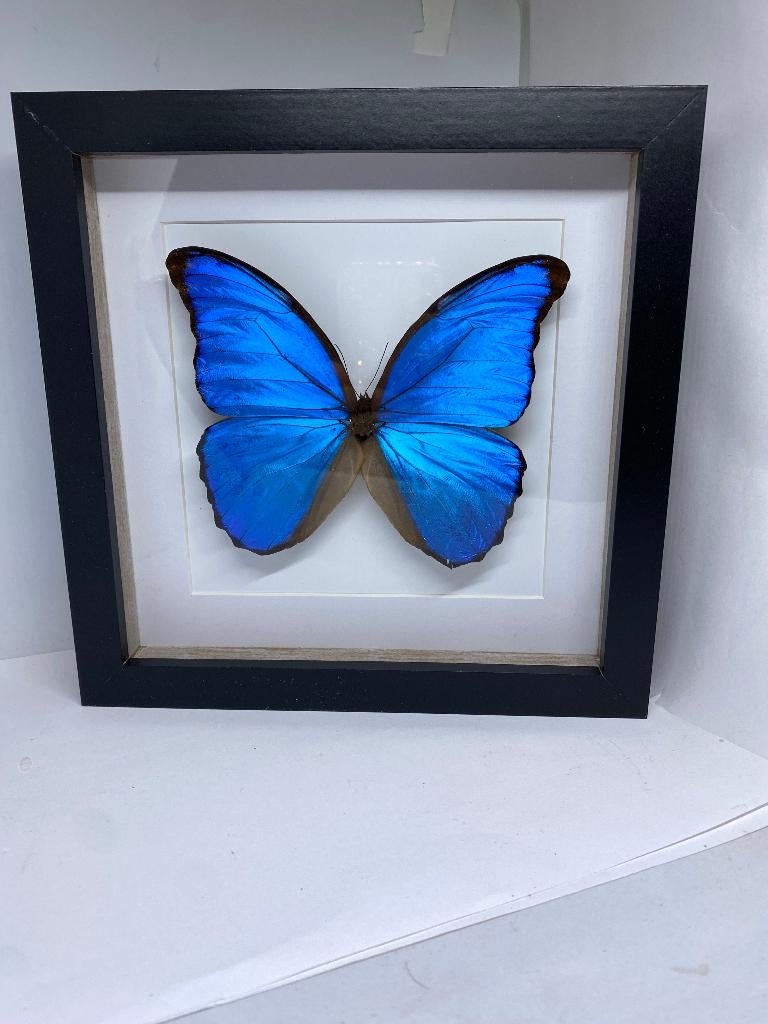 vlinder Morpho Didius, Ophalen of Verzenden, Nieuw, Insect, Opgezet dier