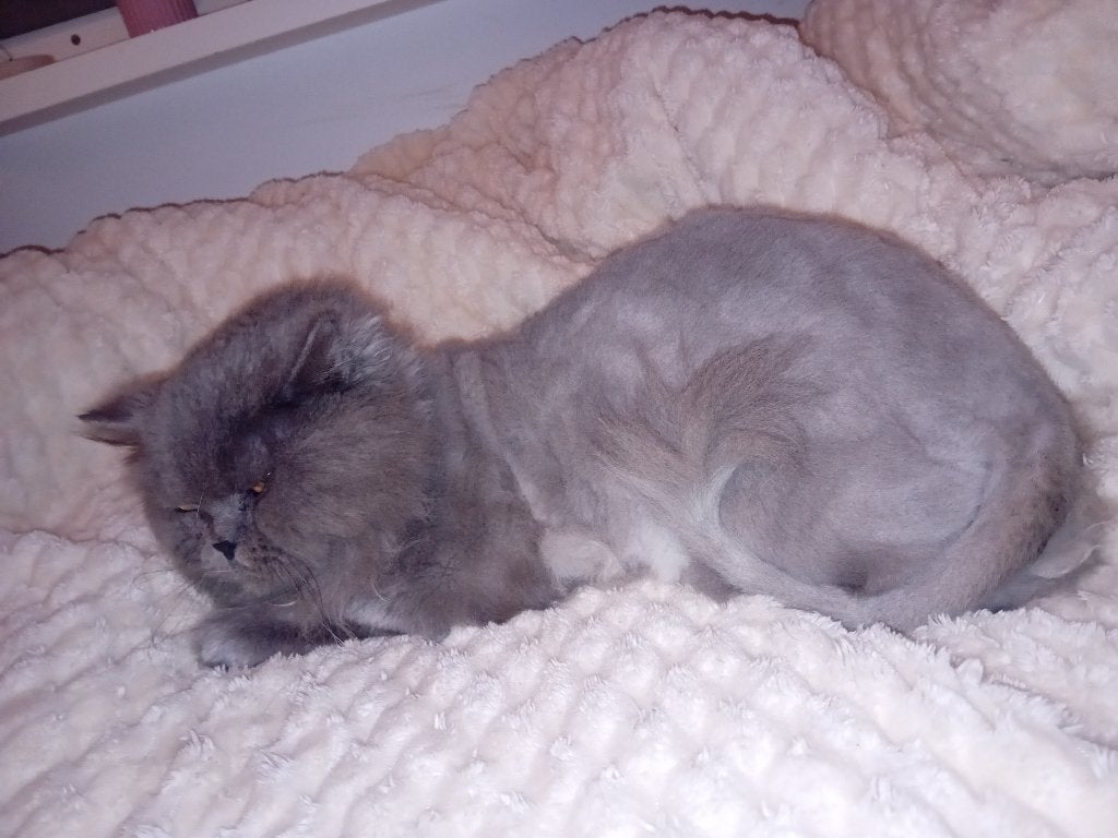 Persian grey cat for sell, Poes