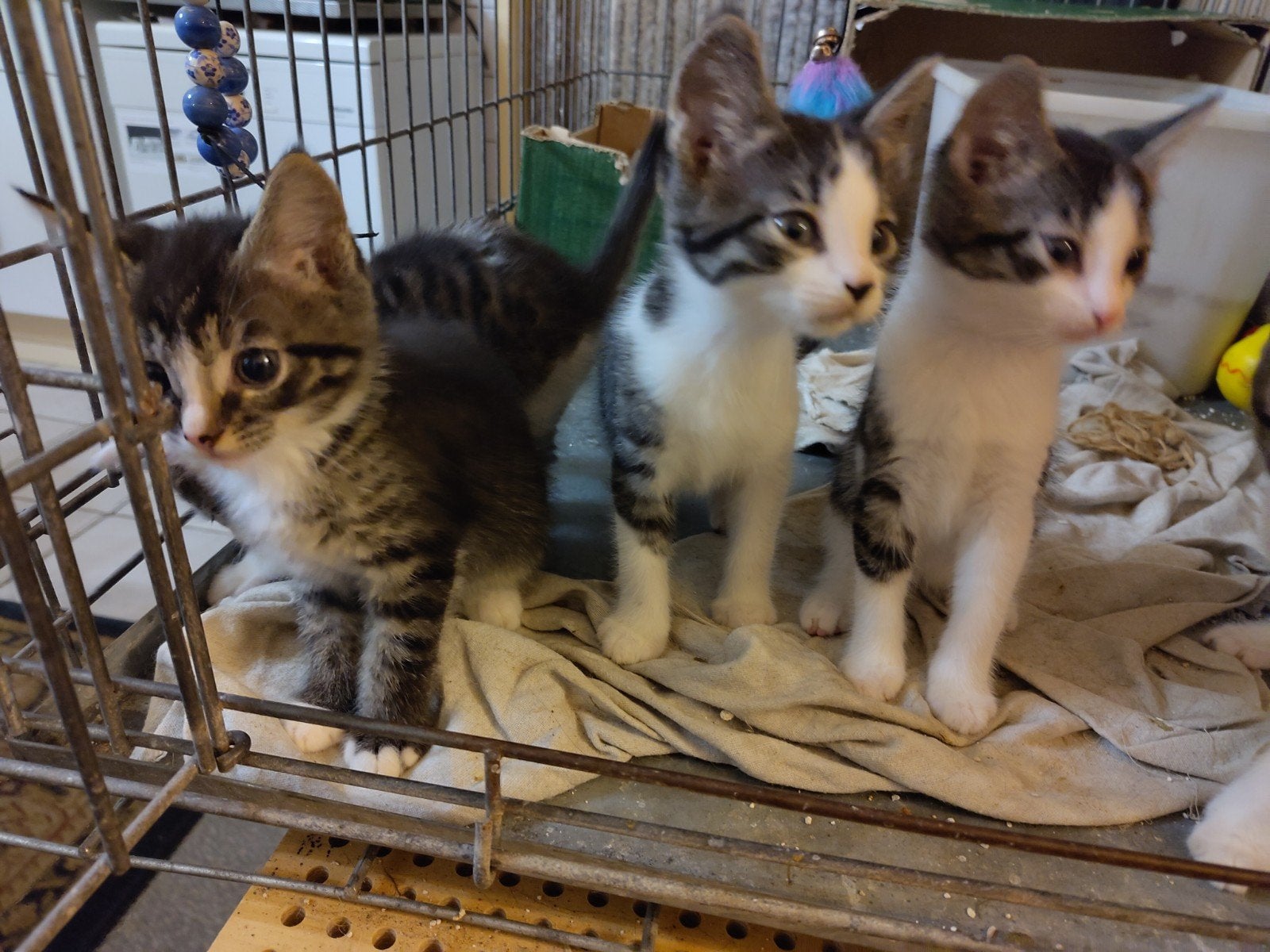 mooie, lieve kittens te koop, Meerdere dieren