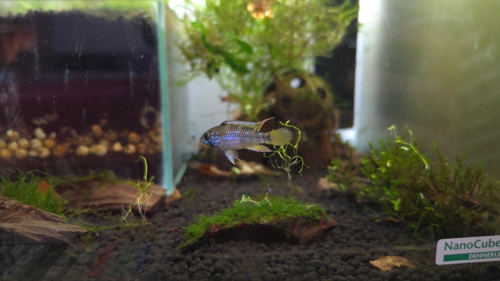 gezocht apistogramma ortegai man of te koop een mooie vrouw, Dieren en Toebehoren, Vis