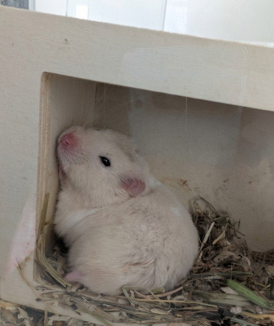 Goudhamster / Syrian Hamster ASAP, Dieren en Toebehoren, Knaagdieren, Hamster, Februari, Vrouwelijk, Tam