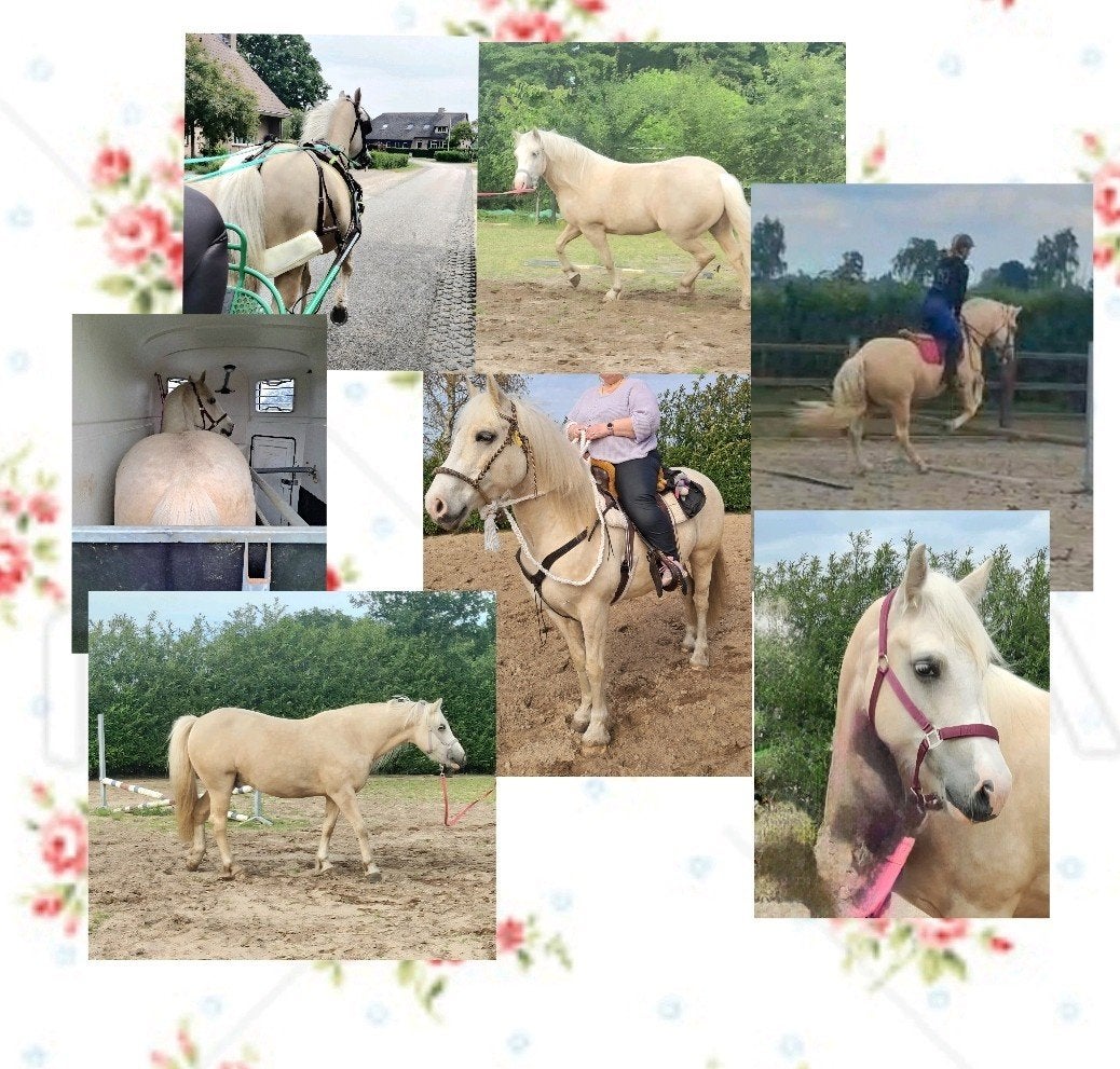 Prachtige sterke, breed gebouwde Palomino ruin, Dieren en Toebehoren, Pony's, Ruin, 7 tot 10 jaar, Recreatiepony, Gechipt
