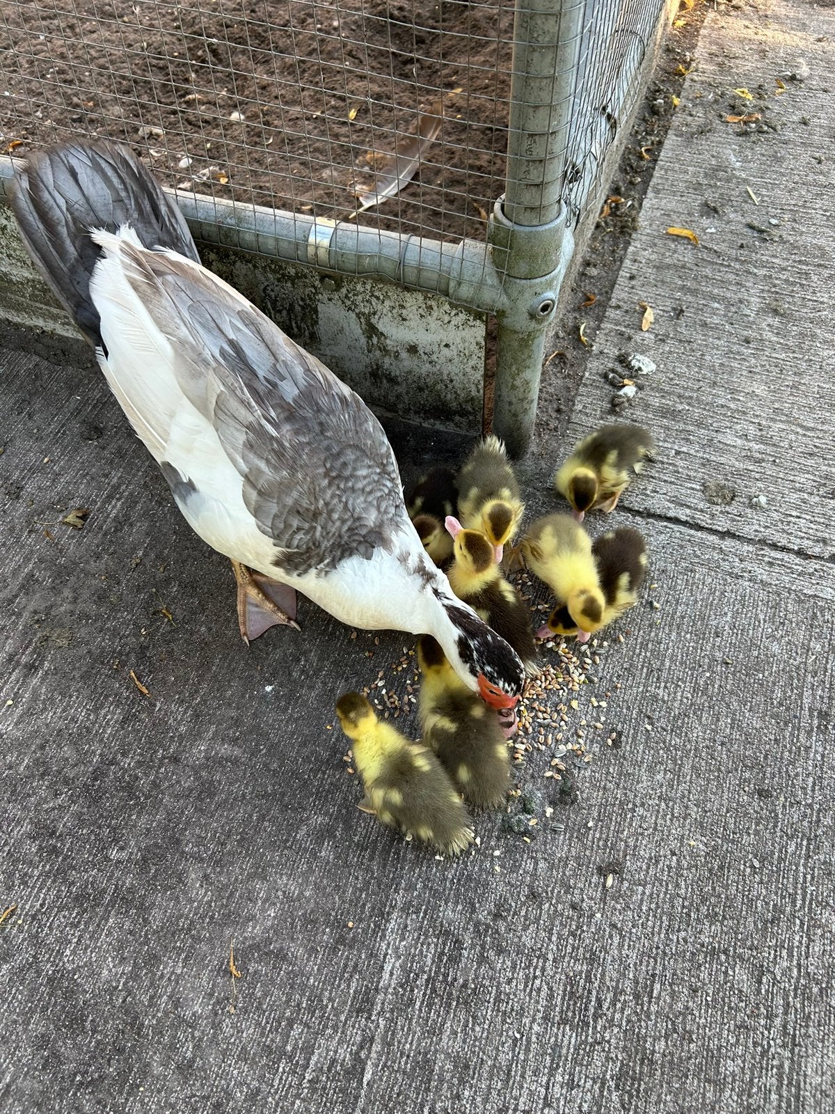 Muskus pullen, Dieren en Toebehoren, Pluimvee, Meerdere dieren, Eend