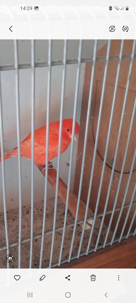Rooie kanarie, Dieren en Toebehoren, Vogels | Kanaries, Mannelijk, Kleurkanarie