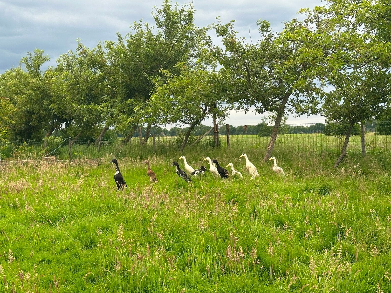 Loopeend, Dieren en Toebehoren, Meerdere dieren, Eend