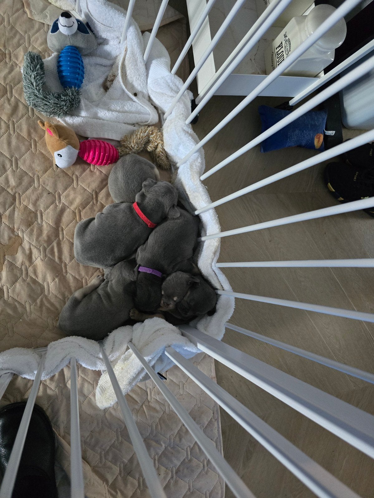 Franse buldog pups, 8 tot 15 weken, Meerdere, Meerdere dieren, Klein