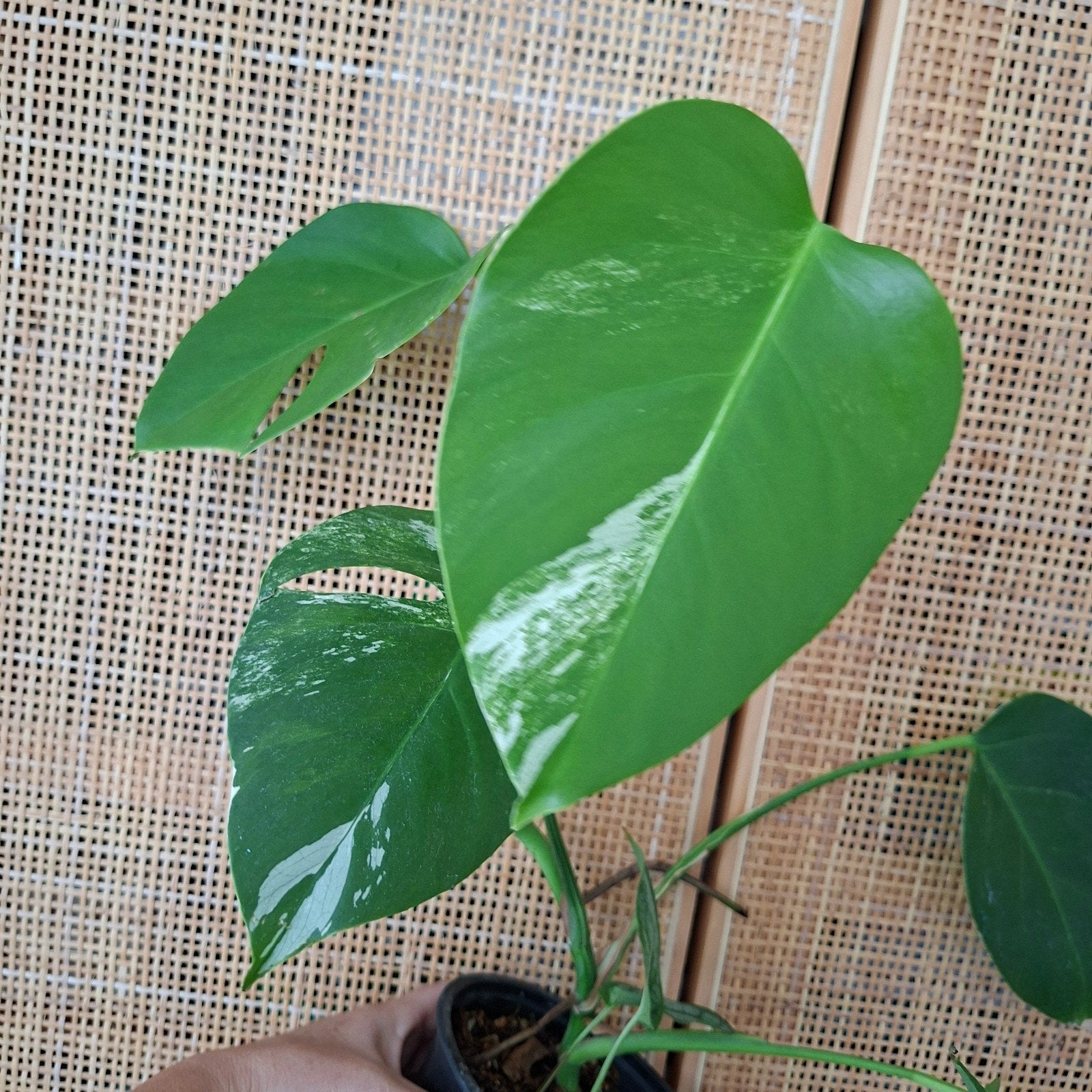 Monstera albo variegata plant, Ophalen of Verzenden, Halfschaduw, Minder dan 100 cm