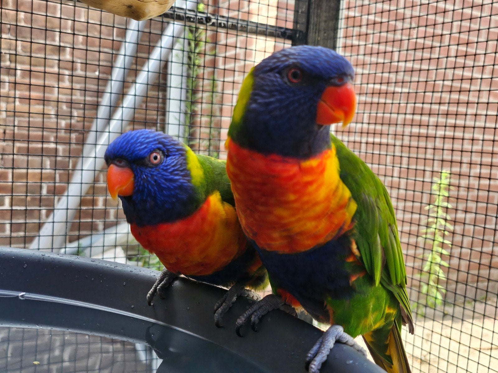 koppel lori van de blauwe bergen, Dieren en Toebehoren, Meerdere dieren, Papegaai