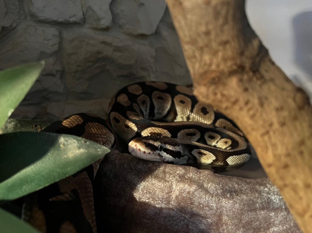 Python Regius vrouw evt met terrarium Ball Python - female for sale from Stefany