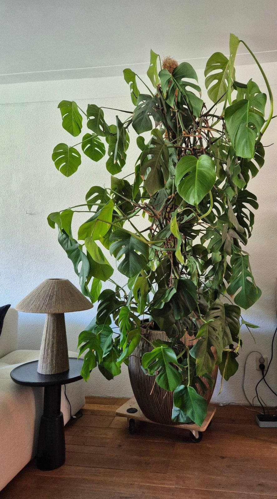 XXL Monstera, Huis en Inrichting, Kamerplanten, Ophalen, Halfschaduw, 200 cm of meer