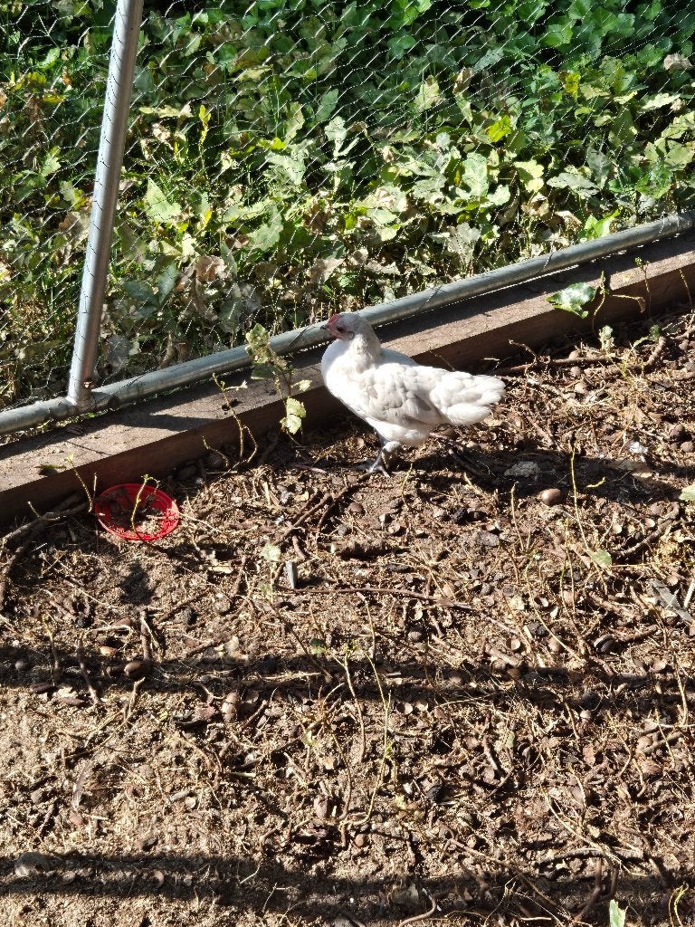 Australorp kriel hennen en hanen 8 weken, Dieren en Toebehoren, Pluimvee, Vrouwelijk, Kip
