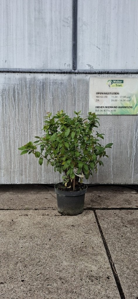 Viburnum Tinus – Sneeuwbal, Volle zon, Vaste plant, Winter, Ophalen
