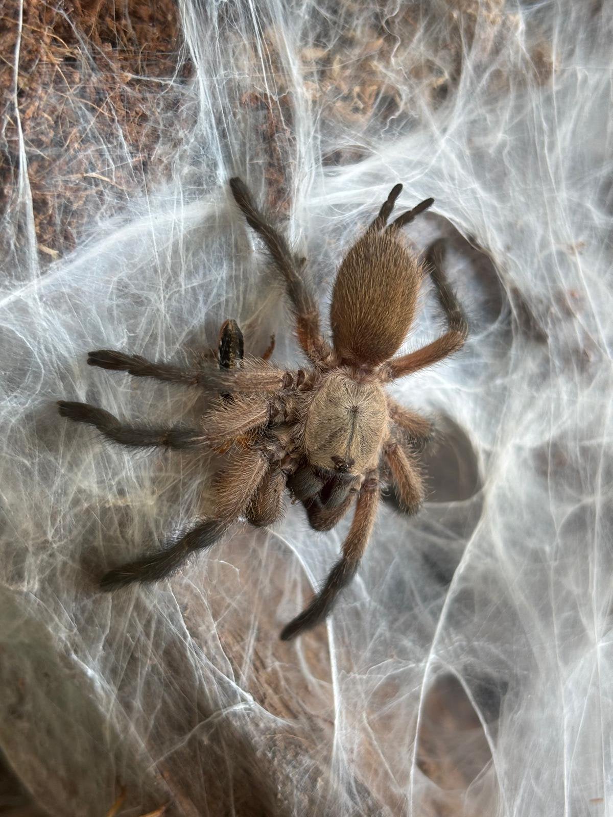 Jonge balfouri’s, Spin of Schorpioen