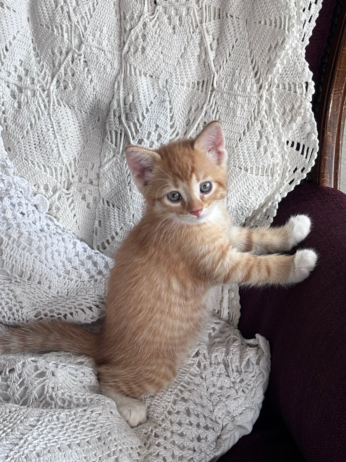 Mooi lief oranje katertje tekoop