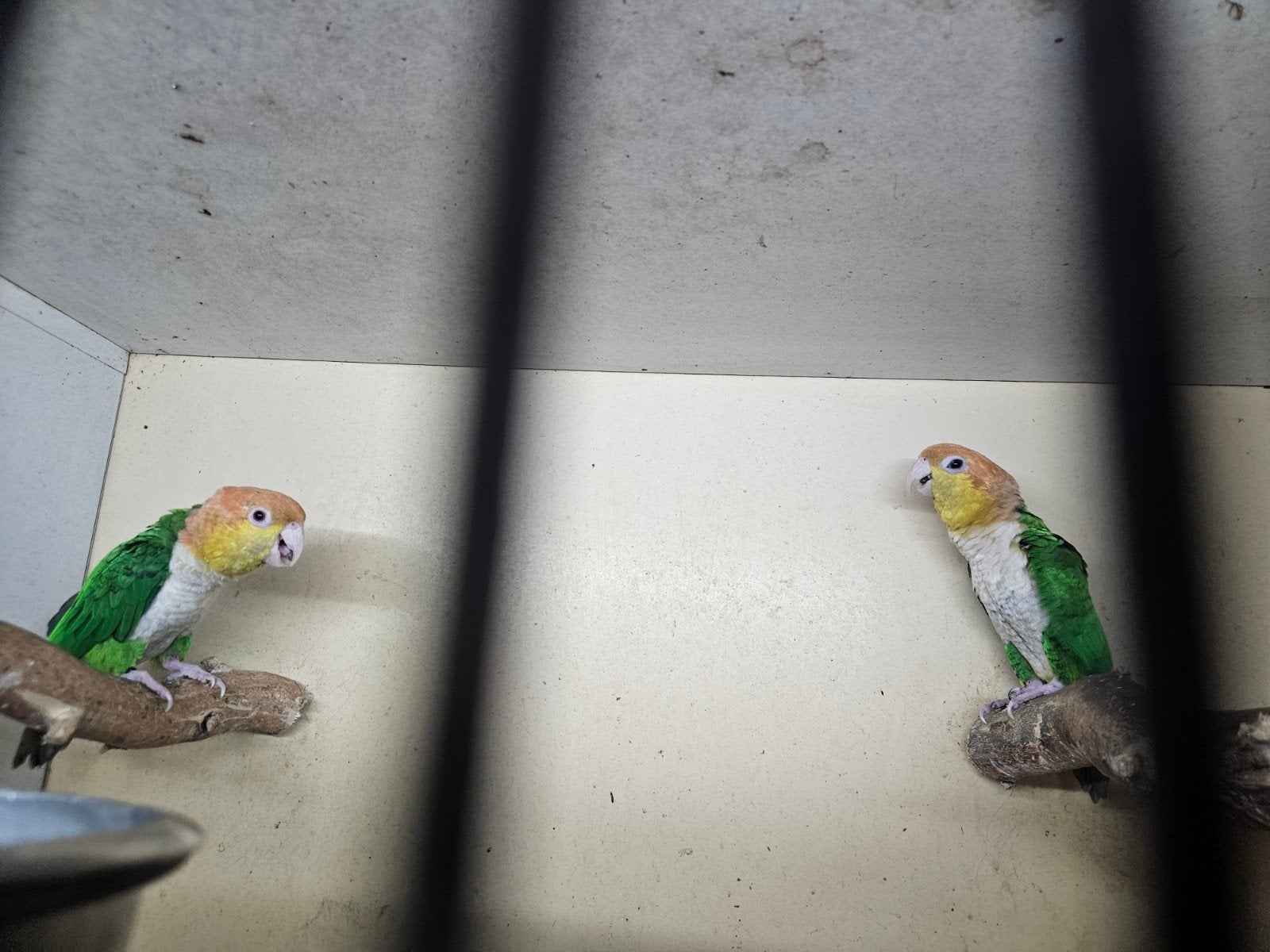 Koppel groenbroek caiques 2019, Meerdere dieren, Parkiet