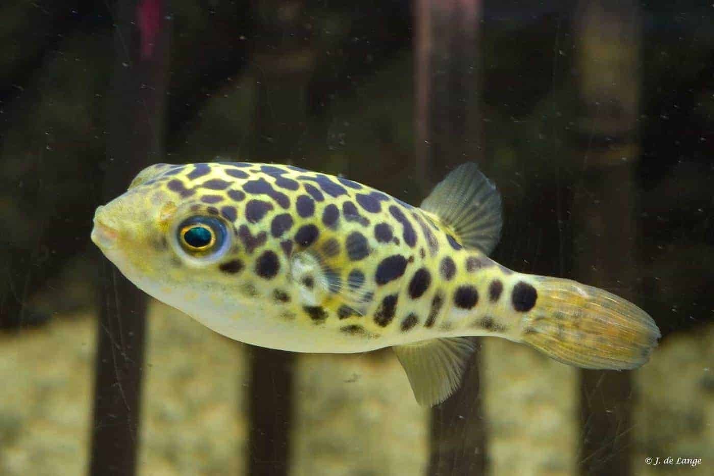 Luipaard kogelvis 6 cm, Vis