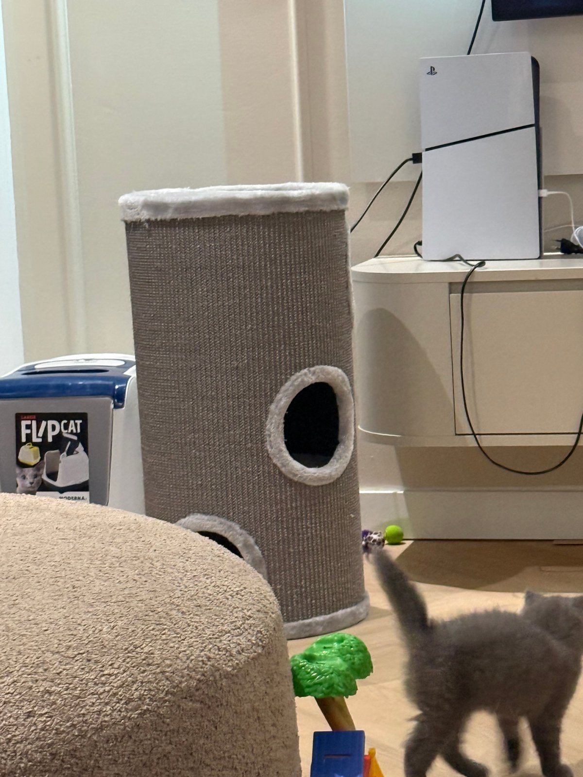 Britse korthaar kitten kater met alles, Kater, Ontwormd