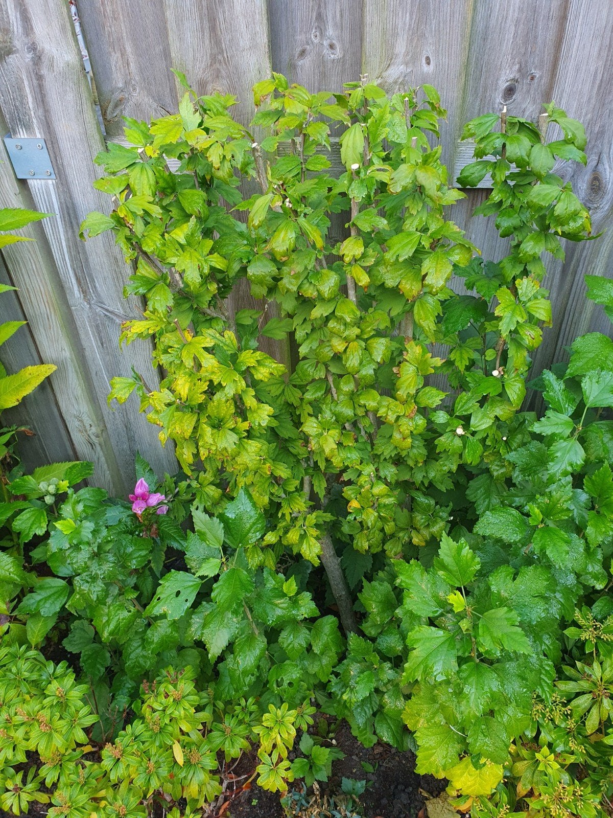 hibiscus, Ophalen, Overige soorten, Struik, 100 tot 250 cm