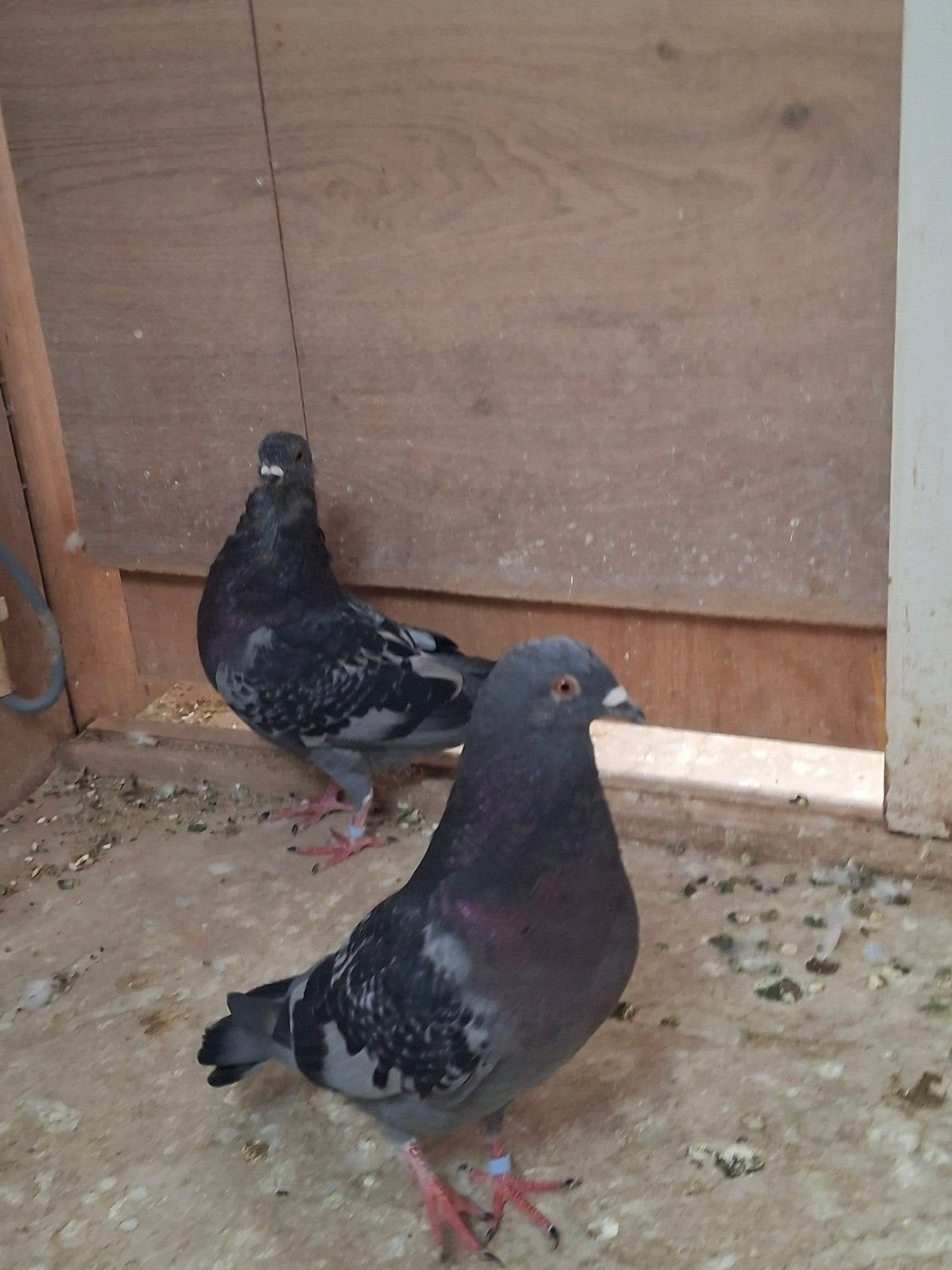 Twee tilduifjes, Dieren en Toebehoren, Vogels | Duiven, Overige soorten