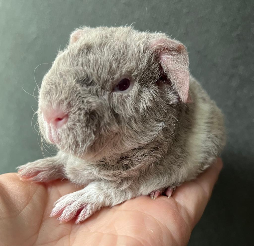 Lilac US teddy beertje, Cavia, Mannelijk, Mei, Tam