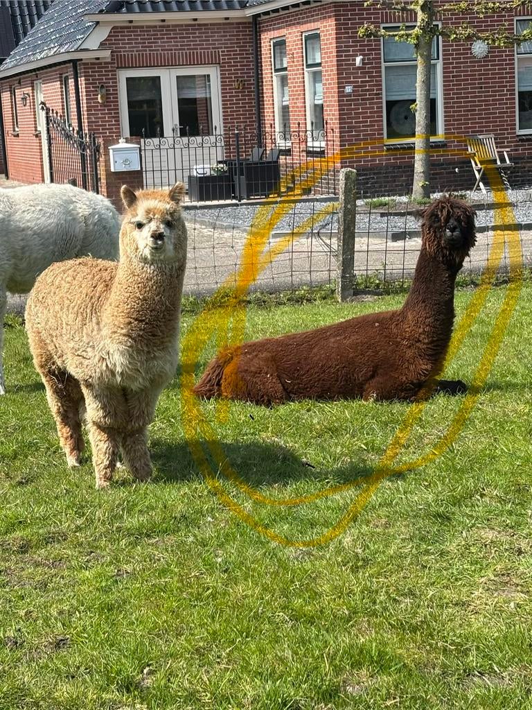 Alpaca hengst veulen, Dieren en Toebehoren, Januari, Mannelijk