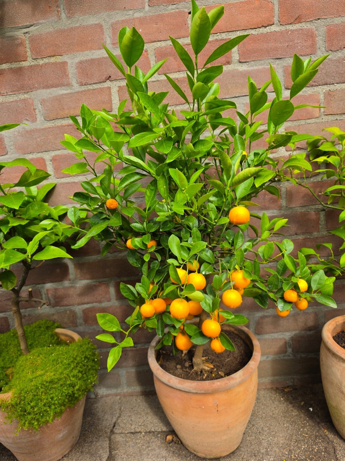 te koop 9 verschillende citrusbomen, Ophalen, Overige soorten, Volle zon