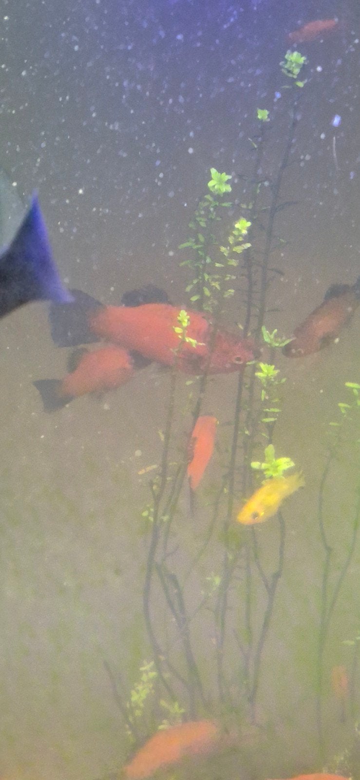 platy's, Vis, Zoetwatervis, Schoolvis