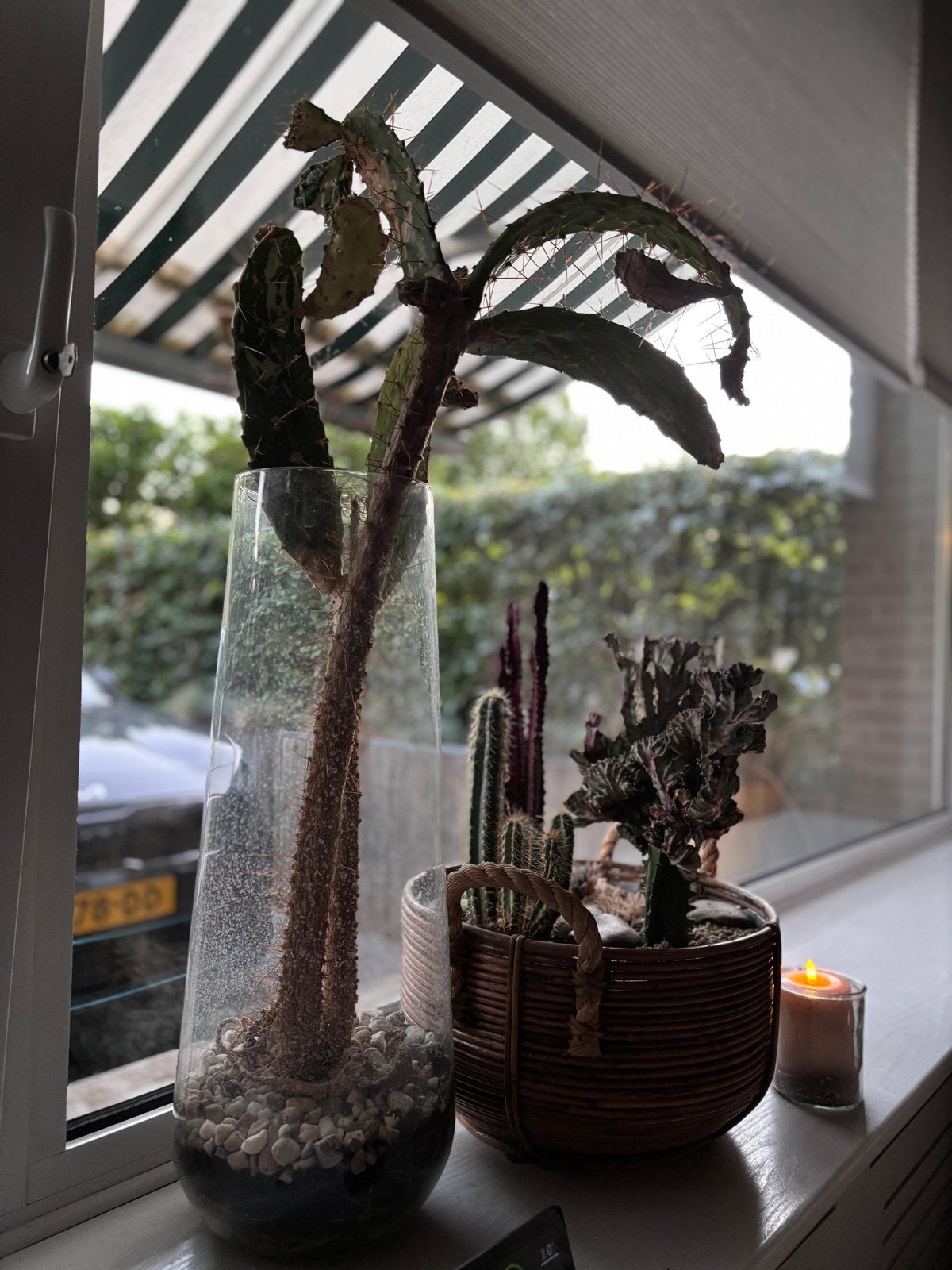 Gratis Grote Cactus - Zoekt Nieuwe Pot/Vaas, Huis en Inrichting, Kamerplanten, Ophalen, 100 tot 150 cm, In pot, Cactus