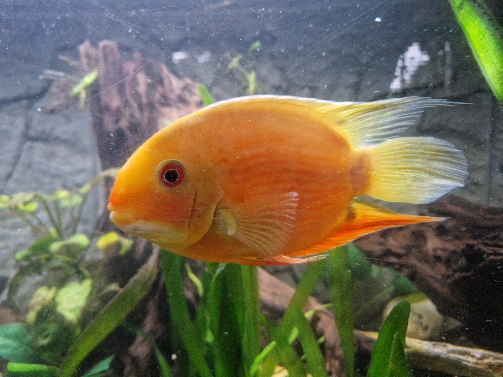 te koop Heros serverem gold vrouw, Vis