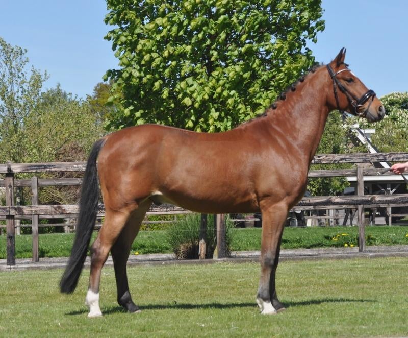 6 jarige D pony ruin, Dieren en Toebehoren, Pony's, Merrie, L, D pony (1.37m tot 1.48m), Dressuurpony, 3 tot 6 jaar, Met stamboom