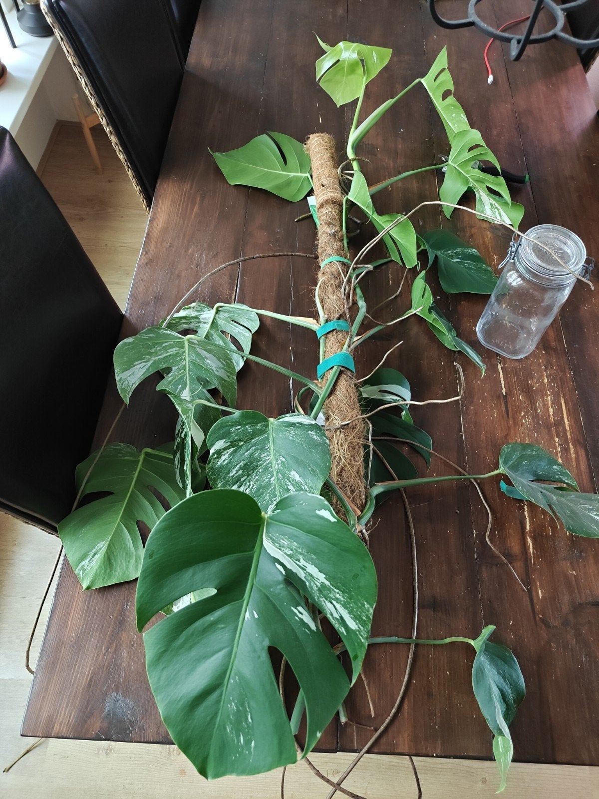 Monstera Variegata stekken, Groene kamerplant, Ophalen of Verzenden, Halfschaduw, Minder dan 100 cm