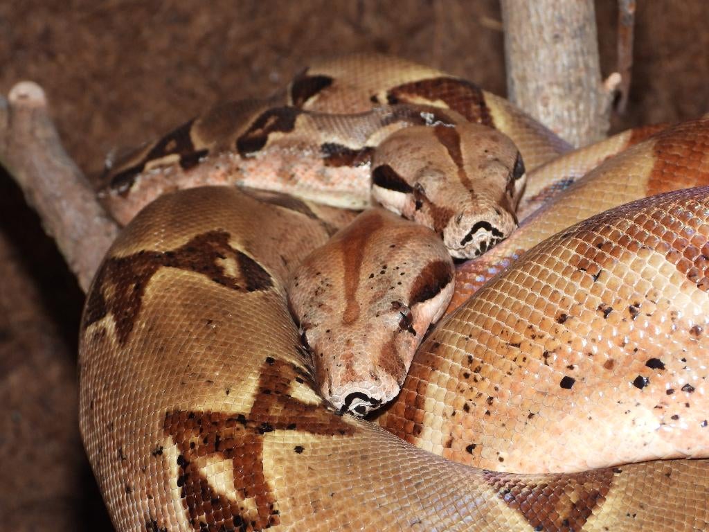 Koppel volwassen Boa constrictor, ca. 165 en 175 cm Boa Constrictor - unknown for sale from Fabulous Clocks