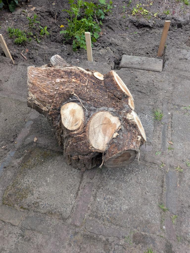 Massief stuk hout, 25kg, om te beeldhouwen, Antiek en Kunst, Kunst | Beelden en Houtsnijwerken, Ophalen