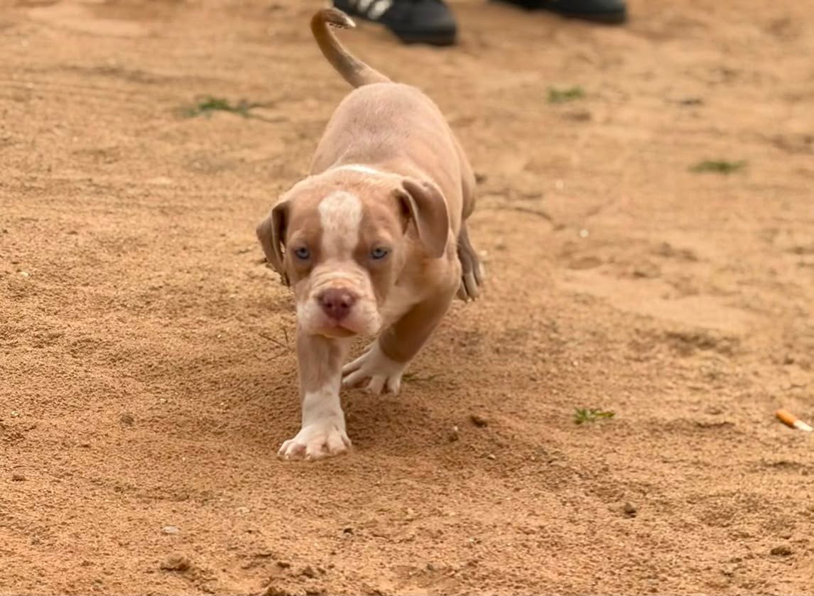 American Bully XL(Pupps), 8 tot 15 weken, Buitenland, Parvo, Bulldog