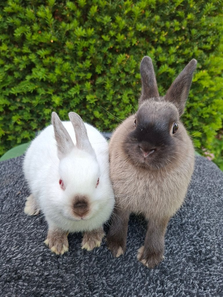 Te koop: raszuivere kleurdwergen (zusjes), Dieren en Toebehoren, Konijnen, Vrouwelijk, Dwerg, 0 tot 2 jaar