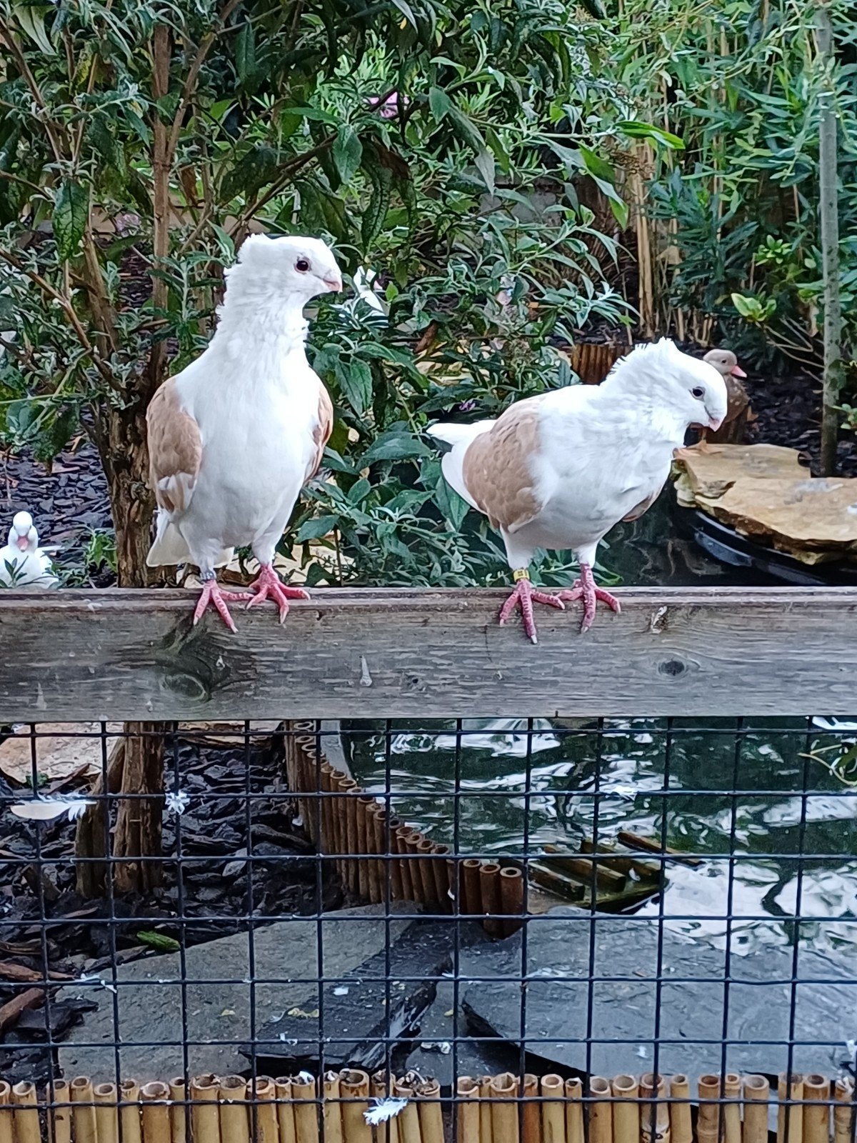 4 meeuwen, Meerdere dieren, Overige soorten