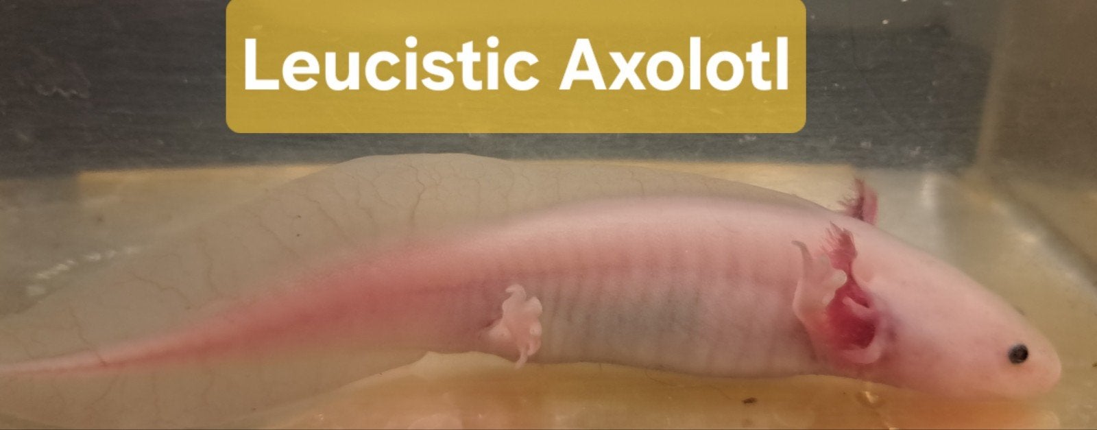Laatste baby Leucistic Axolotls, Dieren en Toebehoren, Reptielen en Amfibieën, Schildpad, 0 tot 2 jaar