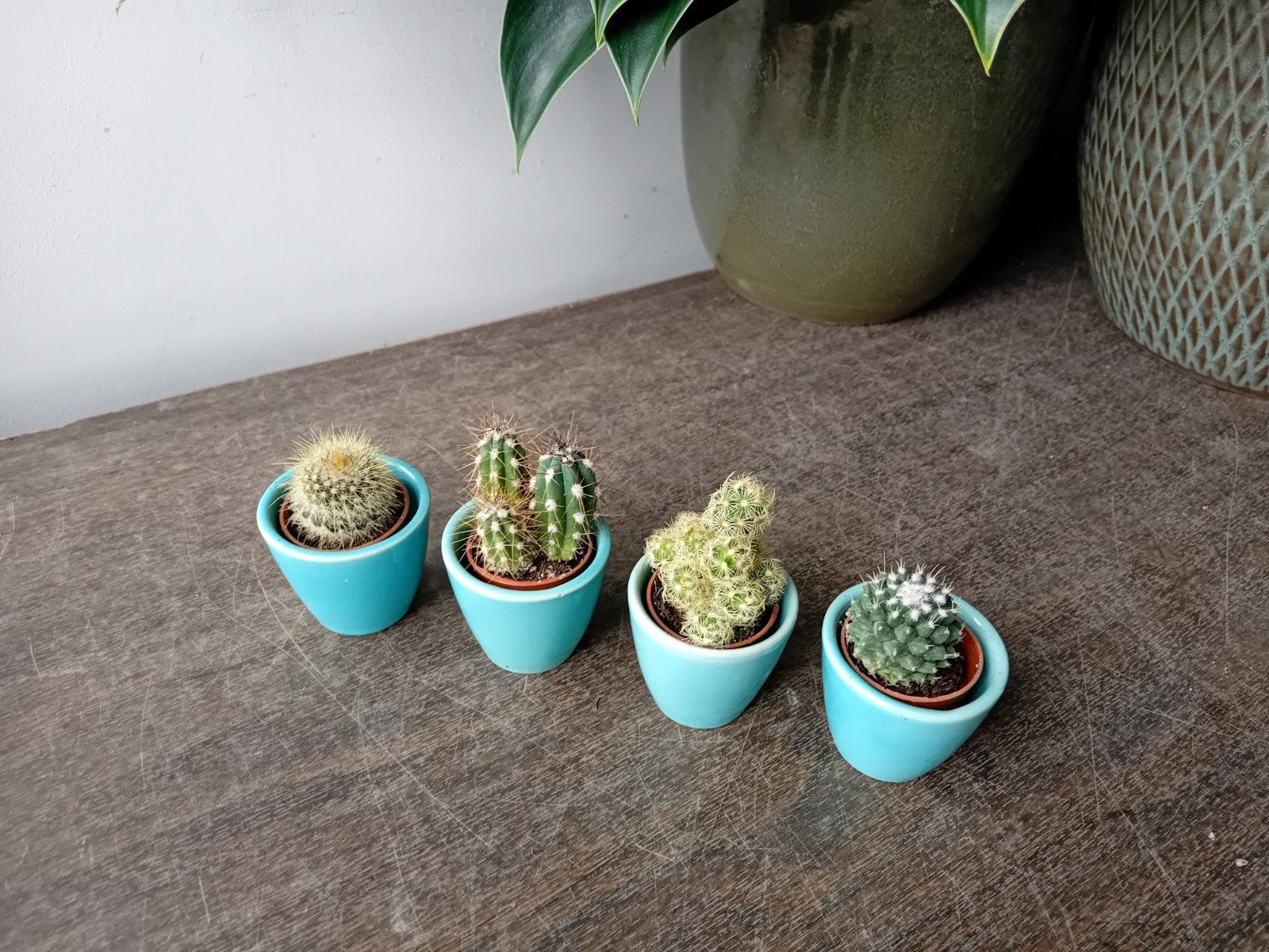 4 cactus incl potjes 5cm, Ophalen, Minder dan 100 cm, In pot, Cactus