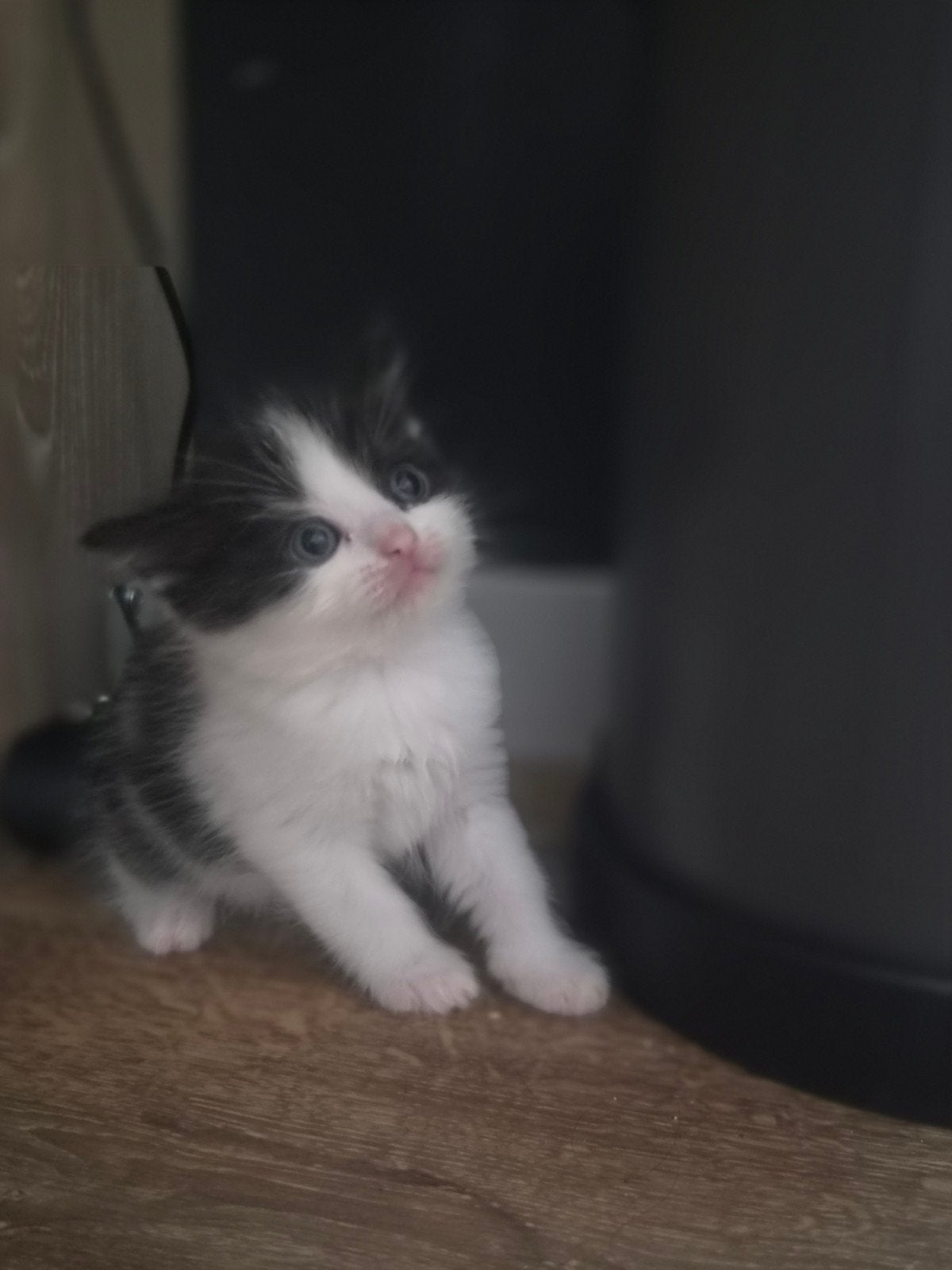 Katers en poezen, Meerdere dieren
