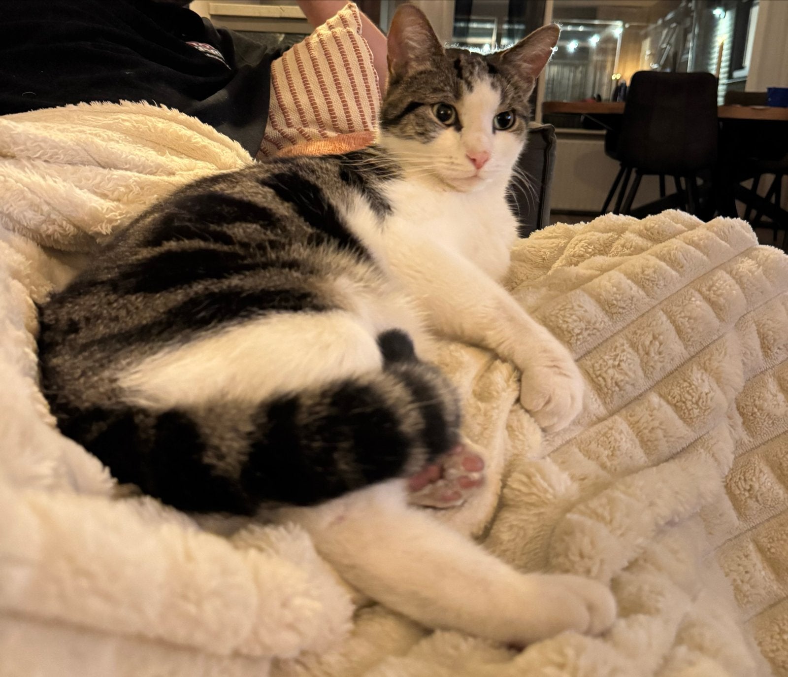 Liefdevol nieuw thuis gezocht voor Mopper, Dieren en Toebehoren, Kater, 3 tot 5 jaar