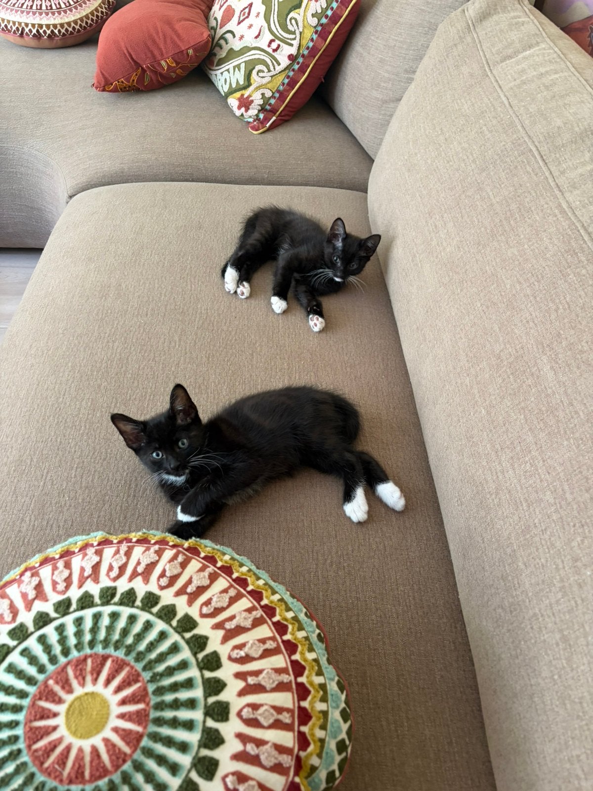 8 weken 3 zwarte witte katertjes en 1 lapjespoes, Kater