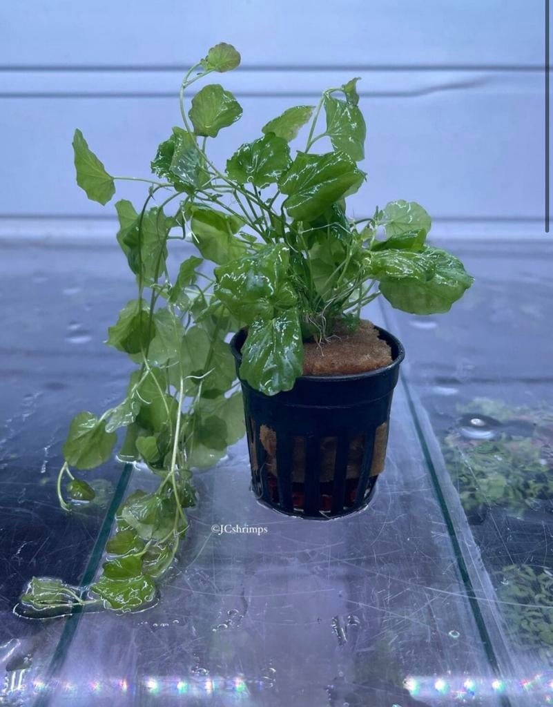 Cardamine Lyrata (klim op) | Aquarium planten - plant, -, Nieuw, Ophalen of Verzenden, -