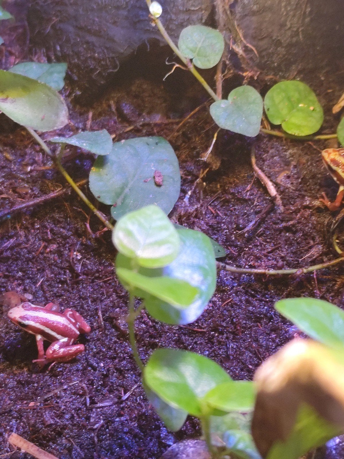 tricolor kikkers  Epipedobates tricolor Frog photo 3