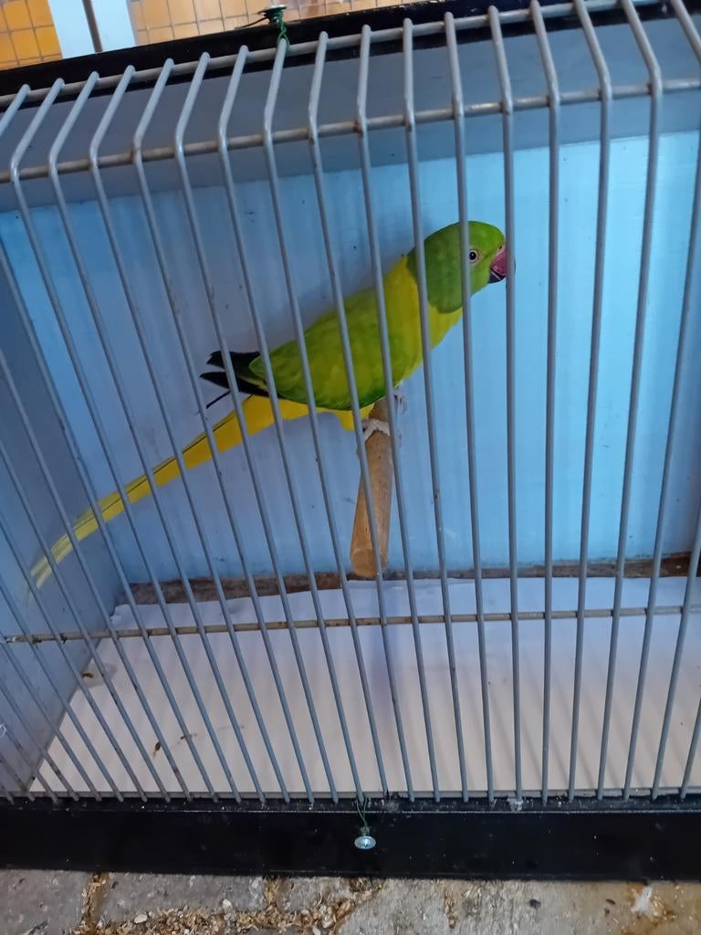 Halsband parkiet, Geslacht onbekend, Parkiet