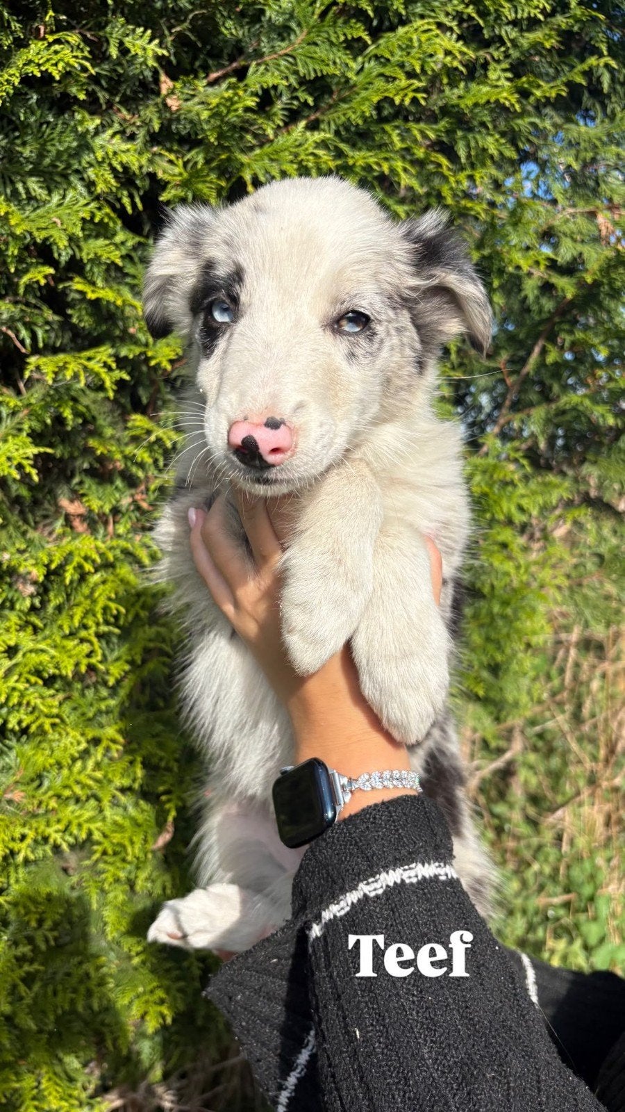 Nog enkele  Australian Shepherd pups !!, Overige rassen, CDV (hondenziekte), 8 tot 15 weken, Meerdere