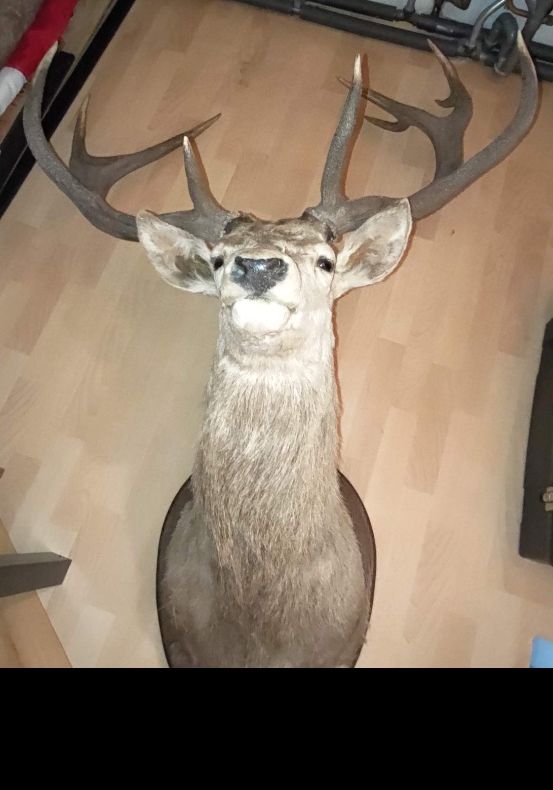 Uniek groot 11-ender hertenkop gewei - Taxidermie, Ophalen, Zo goed als nieuw, Hert, Gewei of Kop