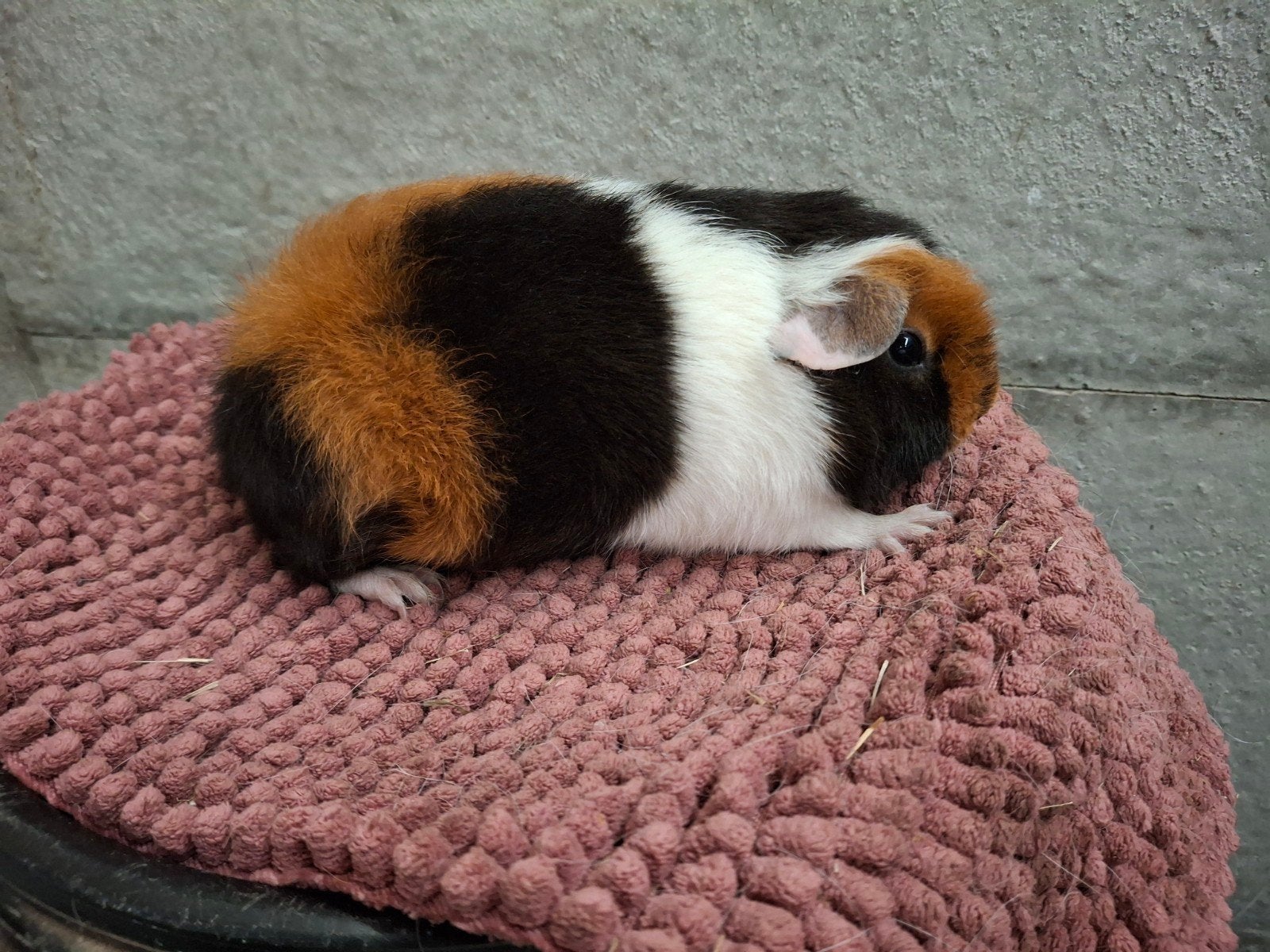 us teddy 3 kleur zeugje, Cavia, Augustus, Vrouwelijk, Tam