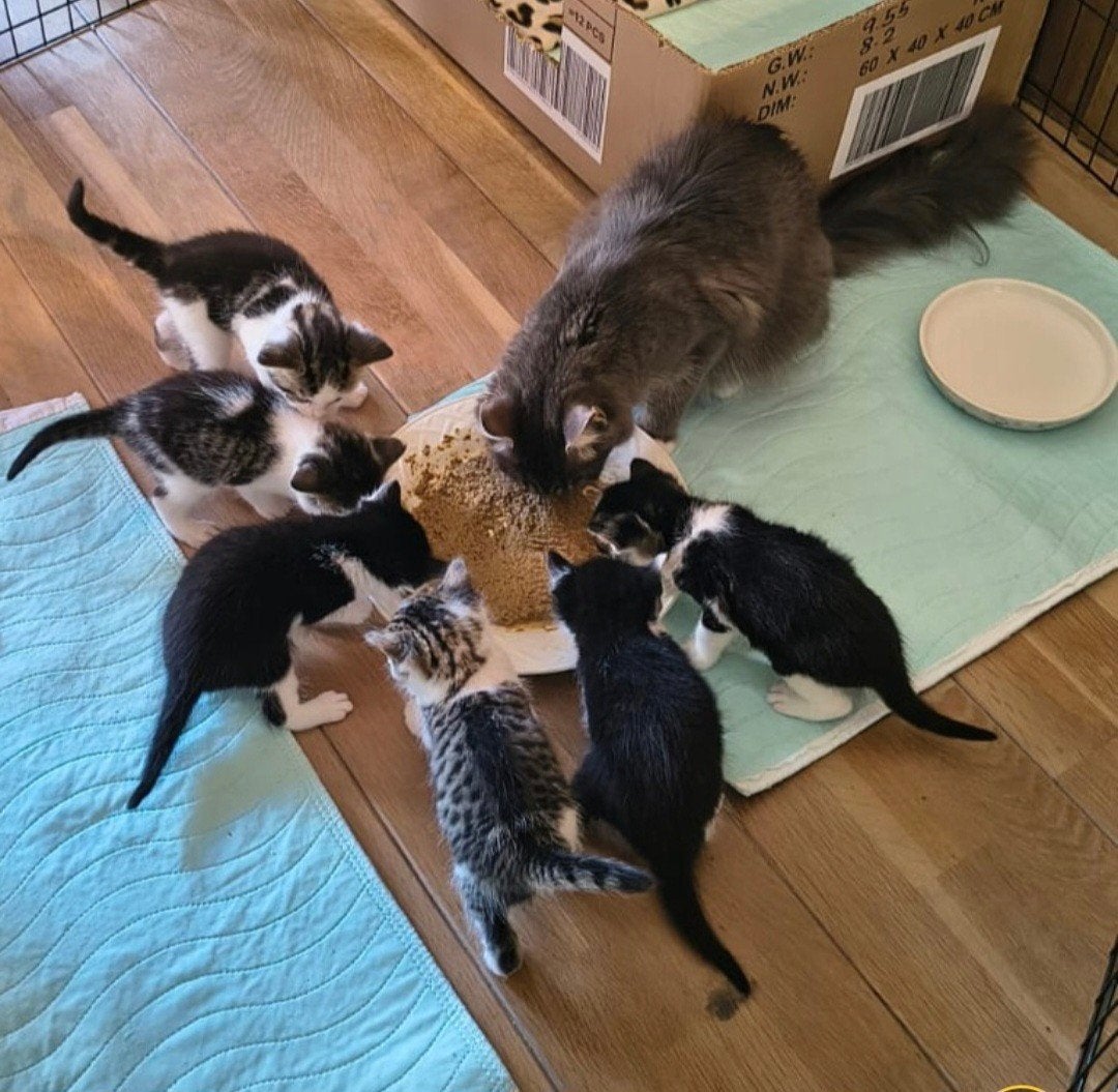 KITTENS geboren...HOERA!!!, Meerdere dieren