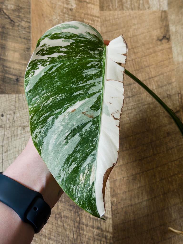 Monstera Albo Variegata stek, Ophalen of Verzenden, Halfschaduw, Minder dan 100 cm