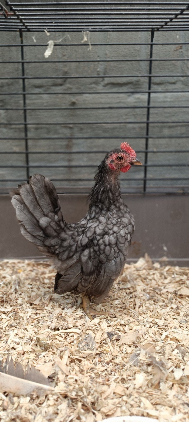Ayam Serama haan, Dieren en Toebehoren, Mannelijk, Kip